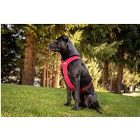 CURLI Postroj pre psov Belka Comfort Black XL, 30-45 kg