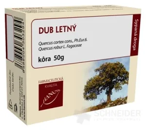 HANUS DUB LETNÝ KÔRA