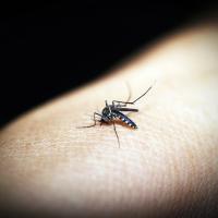 Alergia na bodnutie hmyzom