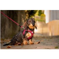 CURLI Postroj pre psov so sponou Air-Mesh Red S, 4-7 kg