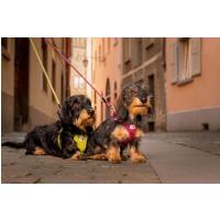 CURLI Postroj pre psov so sponou Air-Mesh Red S, 4-7 kg