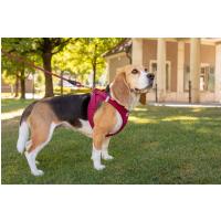 CURLI Postroj pre psov so sponou Air-Mesh Red M, 6-9 kg