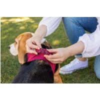 CURLI Postroj pre psov so sponou Air-Mesh Red M, 6-9 kg