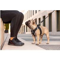 CURLI Postroj pre psov so sponou Air-Mesh Blue XL, 12-18 kg