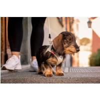 CURLI Postroj pre psov so sponou Air-Mesh Skyblue S, 4-7 kg