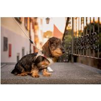 CURLI Postroj pre psov so sponou Air-Mesh Skyblue S, 4-7 kg