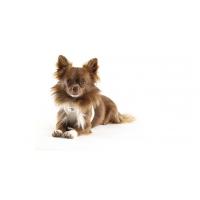 CURLI Postroj pre psov so sponou Air-Mesh Light Tan 2XS, 2-4 kg