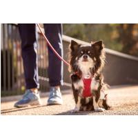 CURLI Postroj pre psov so sponou Air-Mesh Black 3XS, 1,5- 3 kg