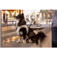 CURLI Postroj pre psov so sponou Air-Mesh Black 2XS,  2-4 kg