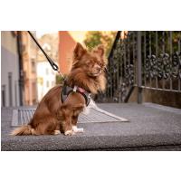 CURLI Postroj pre psov so sponou Merino vlna Red 2XS, 2-4 kg