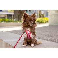 CURLI Postroj pre psov so sponou Merino vlna Red XS, 3-5 kg