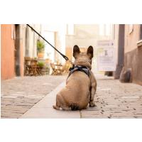 CURLI Postroj pre psov so sponou Merino vlna Black L, 8-13 kg