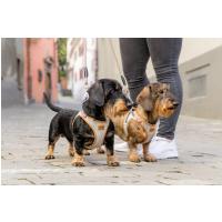 CURLI Postroj pre psov Alpine Light Gray 2XS, 2-4 kg