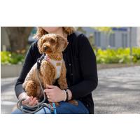 CURLI Postroj pre psov Alpine Light Gray M 6-9 kg