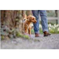 CURLI Postroj pre psov Alpine Light Gray M 6-9 kg