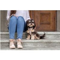 CURLI Postroj pre psov Alpine Light Gray L, 8-13 kg