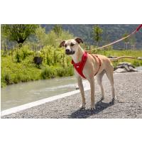 CURLI Postroj pre psov Belka Red S, 15-25 kg