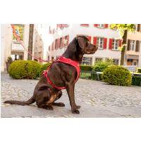 CURLI Postroj pre psov Belka Red M, 20-30 kg