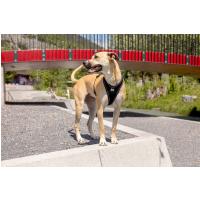 CURLI Postroj pre psov Belka Comfort Red L, 25-33 kg