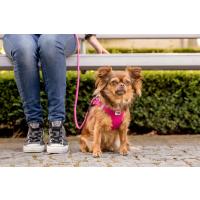 CURLI Vodítko pre psov Comfort Pink L