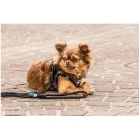 CURLI Vodítko pre psov Comfort Black L