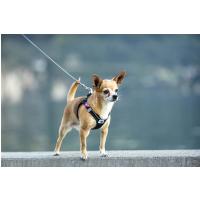 CURLI Ultra silné vreckové vodítko pre psov S 110 cm