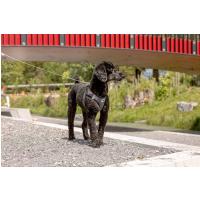 CURLI Ultra silné vreckové vodítko pre psov S 110 cm