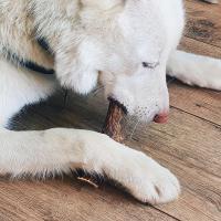 EXPLORER DOG Žuvací jelení paroh XL mäkký