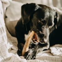 EXPLORER DOG Žuvací jelení paroh XL mäkký
