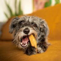 EXPLORER DOG Himálajska maškrta s medom M