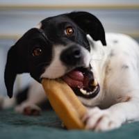 EXPLORER DOG Himálajska maškrta s jahodami XL