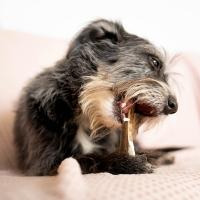 EXPLORER DOG Žuvací jelení paroh M tvrdý