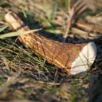 EXPLORER DOG Žuvací jelení paroh M tvrdý