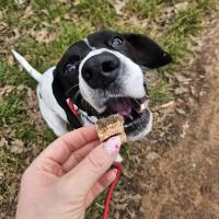 FISH4DOGS Maškrty pre psov LOVE s lososom - kocky 85 g