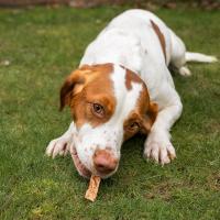 FISH4DOGS Maškrty pre psov LOVE s lososom - tyčinky 85 g