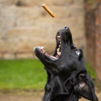 FISH4DOGS Maškrty pre psov LOVE s lososom - tyčinky 85 g