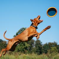 EXPLORER DOG Disk lietajúci AirDisc 24 cm