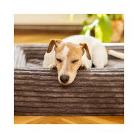 EXPLORER DOG Pelech ortopedický Cloud S 80x60 Vanilla Beige