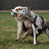 EXPLORER DOG Airball Tyrkysový 8 cm