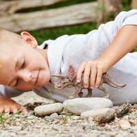 Schleich Prehistorické zviera Dinosaur Triceratops