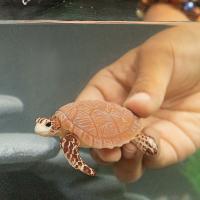 Schleich Morská korytnačka Kareta pravá