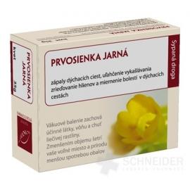 HANUS PRVOSIENKA JARNÁ KVET